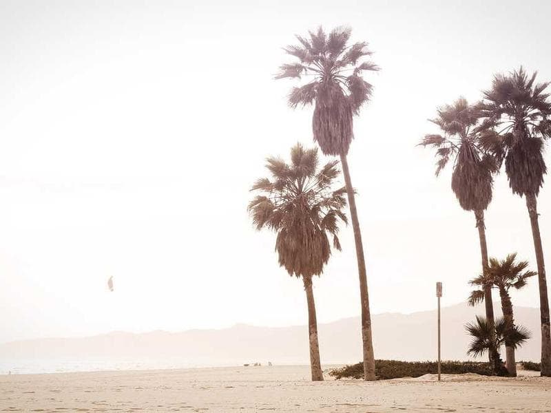 Sun-bleached beach scene with tall palm trees against a hazy sky